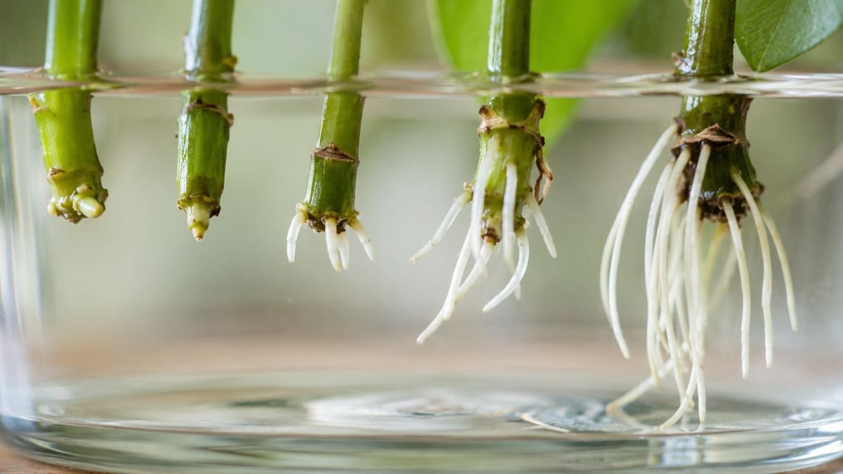 Cuttings with roots at different lengths showing rooting stages