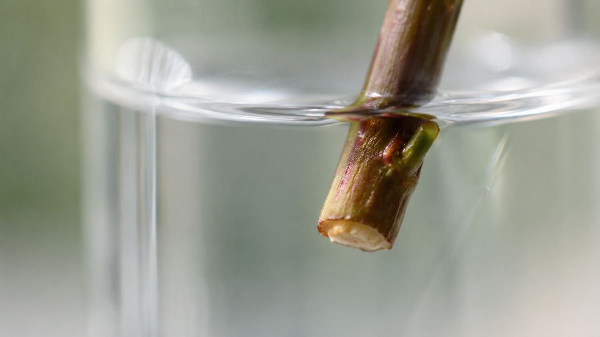 A bare rootless cutting stem in clear water