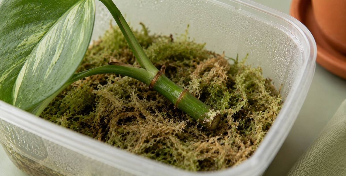 A cutting nestled in damp sphagnum moss inside a clear tub