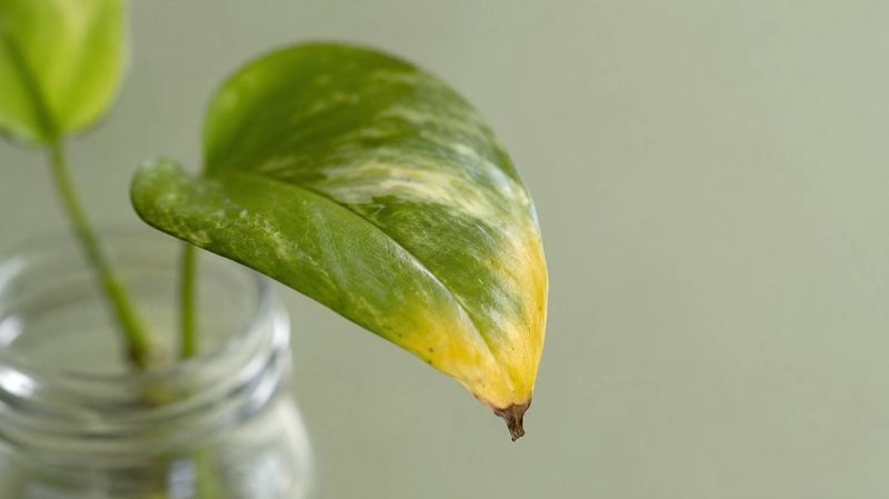 Close-up of a yellowing cutting leaf